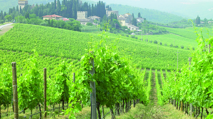 Tuscan Wine Tasting